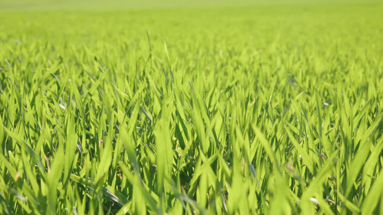 Close-Up of Green Grass Blowing in the Wind, Static Daytime Nature Shot with Peaceful Vibes