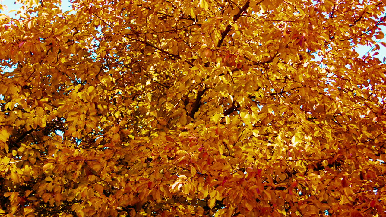 Yellow maple leaves in autumn forest