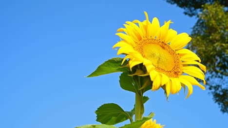 low angle pan view close up on a blooming sunflower with honey bee collecting pollen