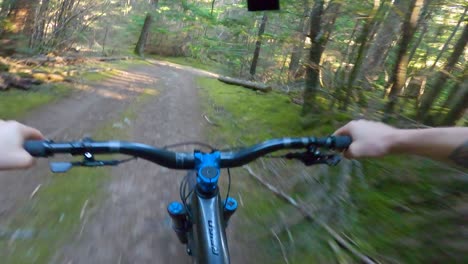 point of view shot of man riding mountain bike downhill on a trail between pine tree forest