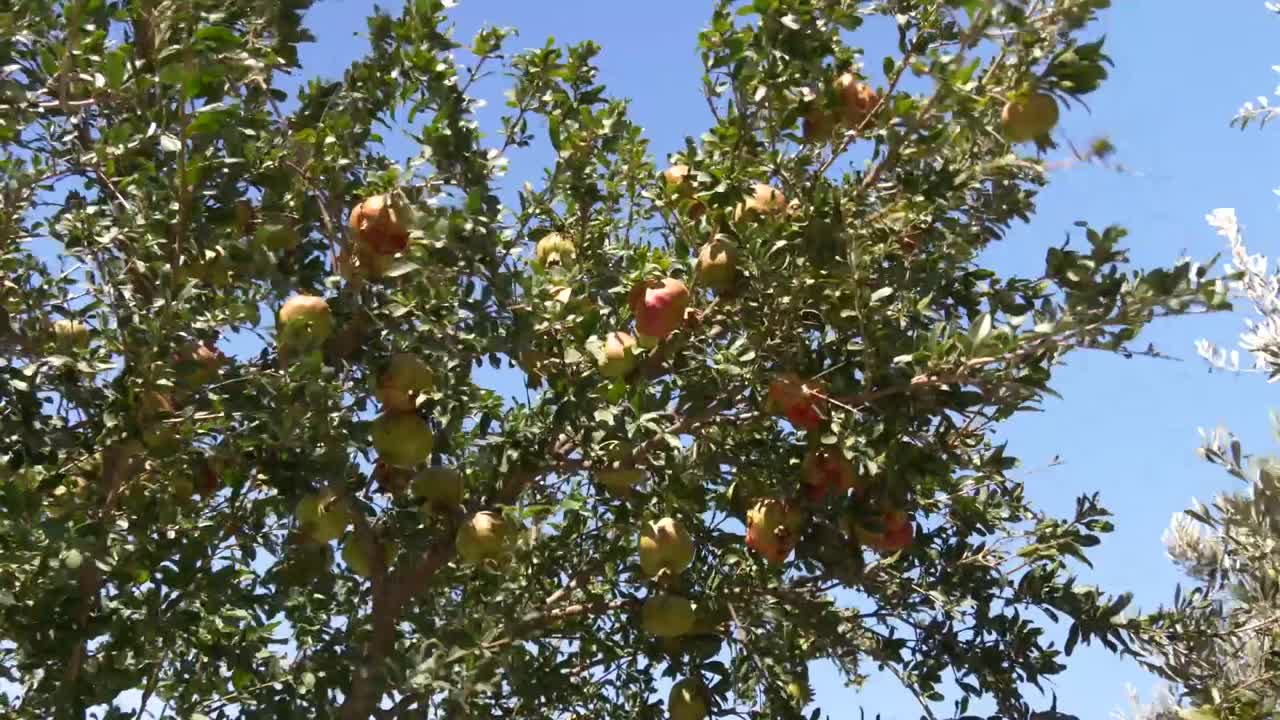 A lush pomegranate tree with ripe fruits on branches under a clear blue sky