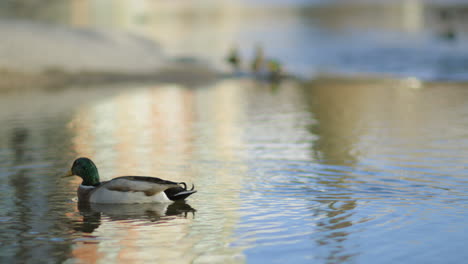 ducks moving about on the river