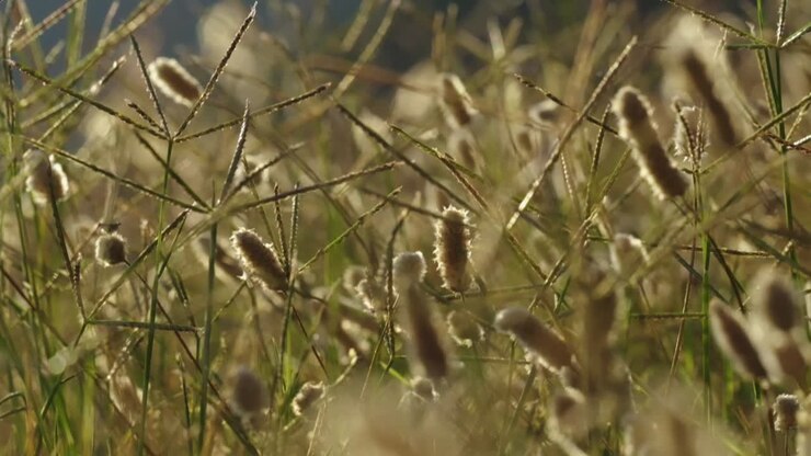Ripresa di erba secca nella natura al tramonto