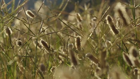 shooting of dry grass in nature at sunset