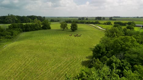 Aerial-flyover-toward-buffalo-herd-in-green-pasture,-cloud-shadows,-ohio