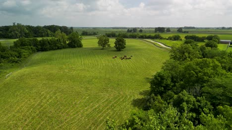 Sobrevuelo-Aéreo-Hacia-La-Manada-De-Búfalos-En-Pastos-Verdes,-Sombras-De-Nubes,-Ohio