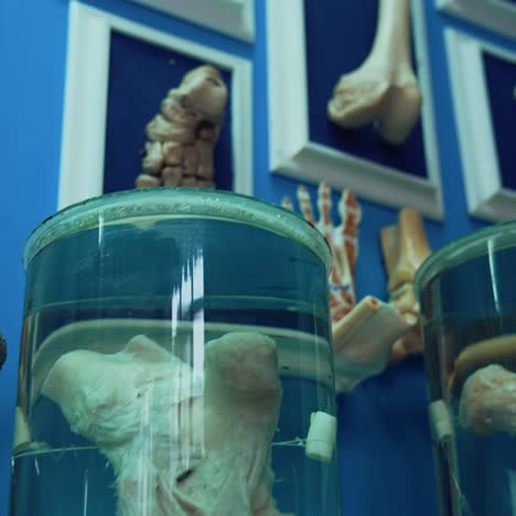 skeletons and bones in museum. bones of skeleton and skulls in museum