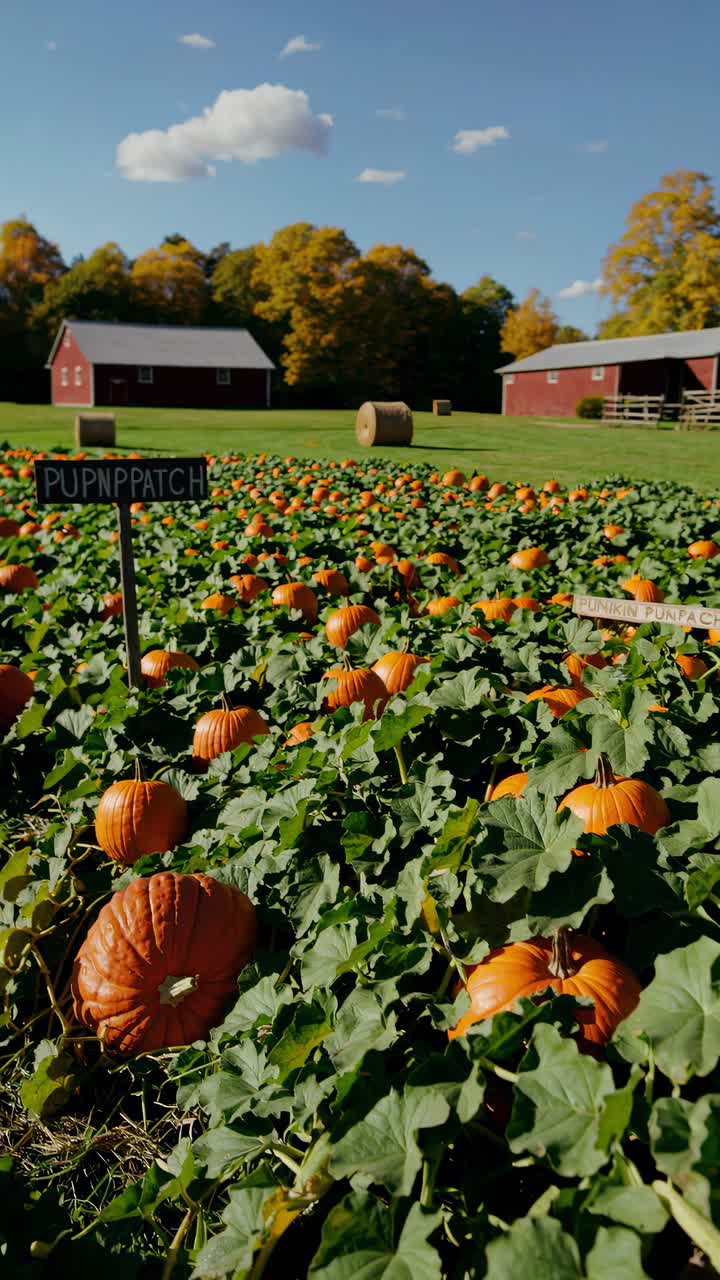 A vibrant pumpkin patch under a clear sky, captured in a wide-angle shot