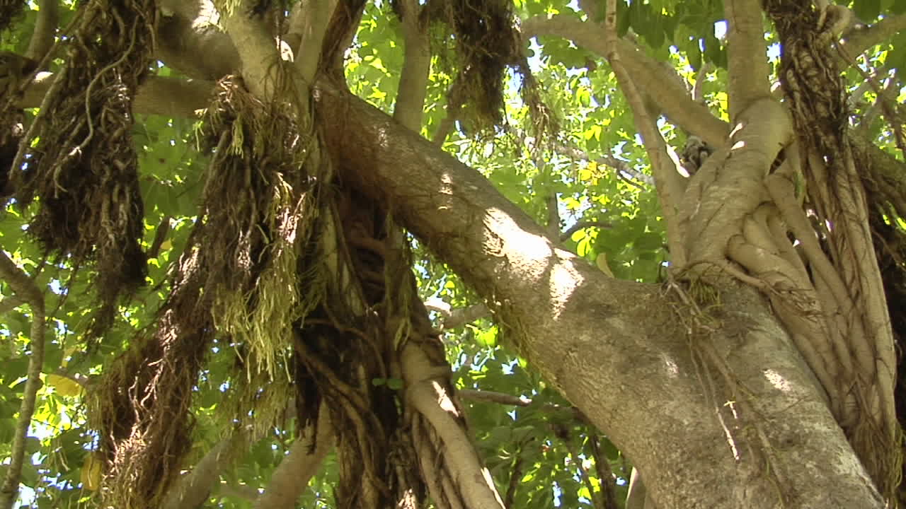 una panorámica lenta a través del dosel de un enorme árbol de mangle