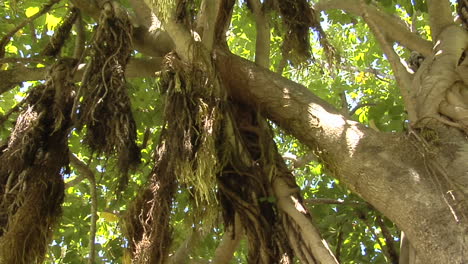 A-Slow-Pan-Across-The-Canopy-Of-A-Huge-Mangrove-Tree