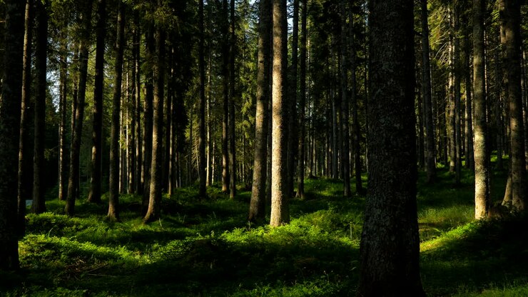 太陽の光が密集した松の森を通ってフィルタリング