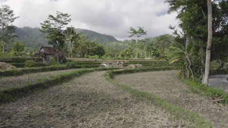 women harvesting rice in bali indonesia, wide shot