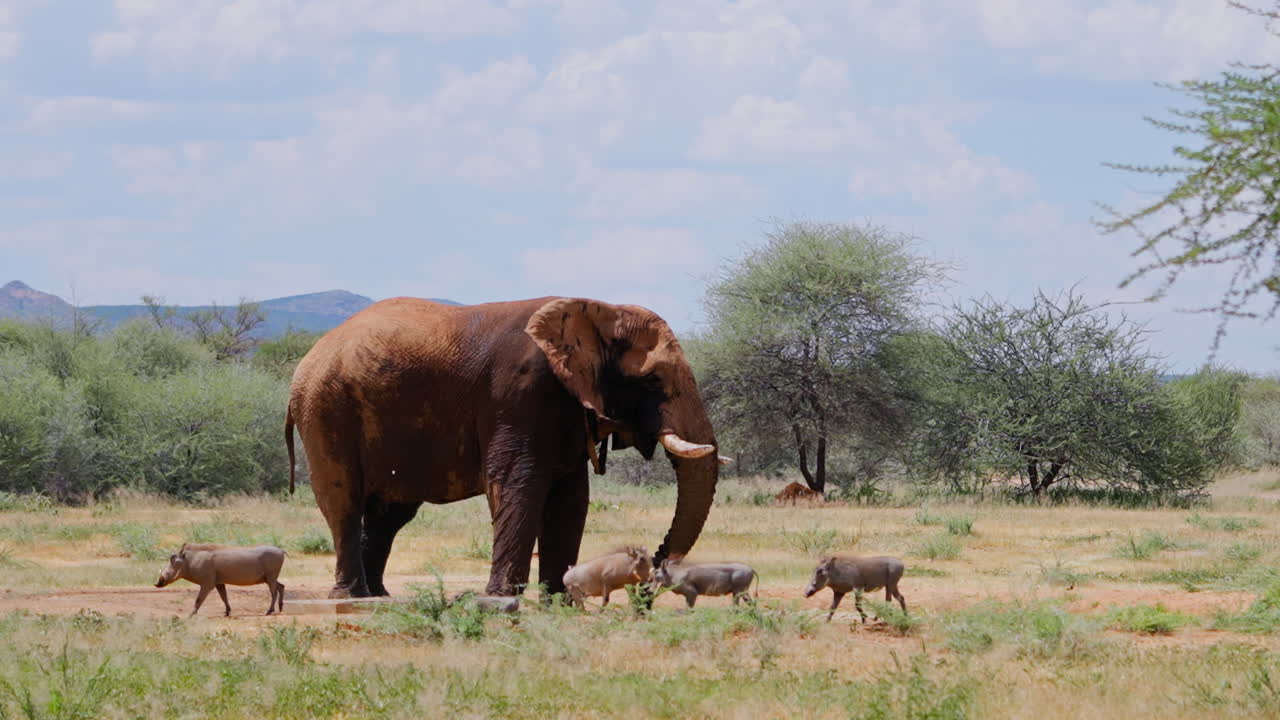 Elephant and Warthogs in African Savanna