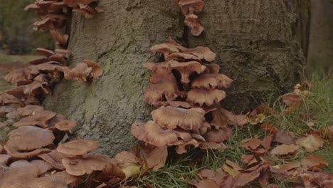 Beautiful-Dolly-in-of-Honey-Mushroom-growing-at-base-of-tree-in-forest---Wide