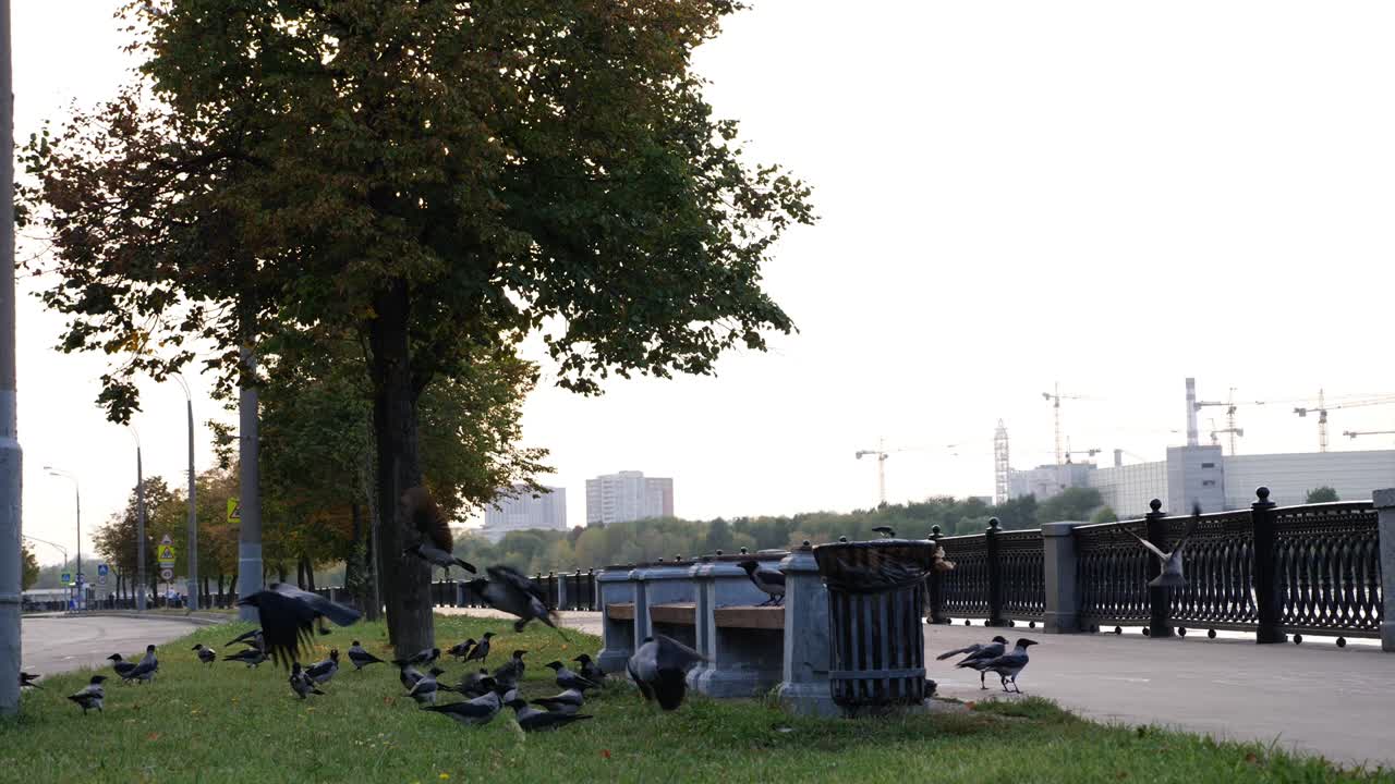 Crows on the Embankment