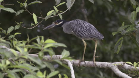 yellow-crowned night heron , walking on a branch