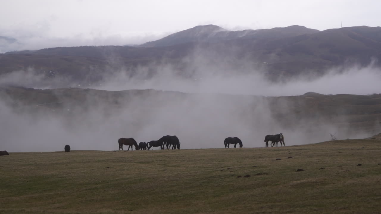 Horses Grazing in a Foggy Mountain Landscape