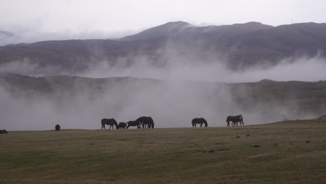 horses grazing in a foggy mountain landscape
