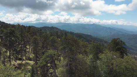 Revealing-drone-video-over-wild-pine-tree-forest-Mountain-peaks-distance-Gramos