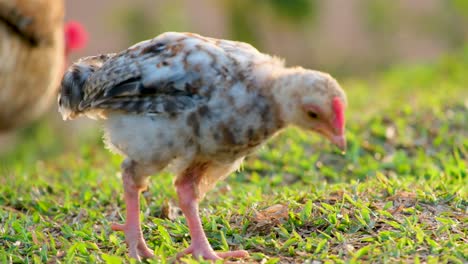 piccolo pollo che vaga nell'erba verde alla ricerca di cibo, slow motion shot