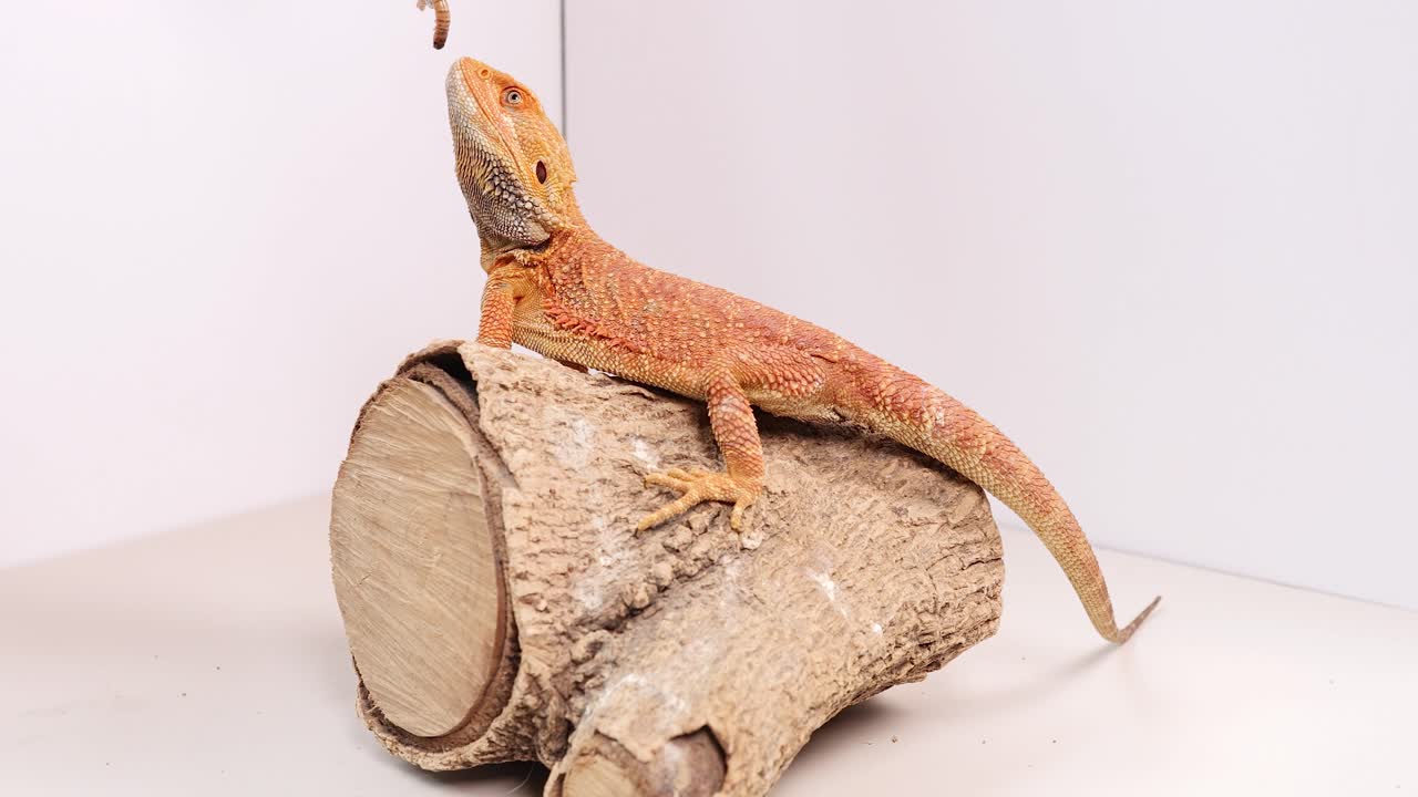 A bearded dragon sits calmly on a log in a well-lit studio environment, showcasing its natural behavior