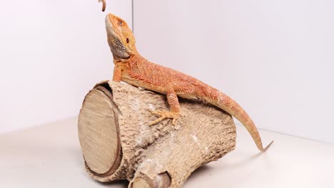 a bearded dragon sits calmly on a log in a well-lit studio environment, showcasing its natural behavior