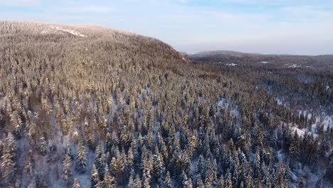 an old forest in canada during winter