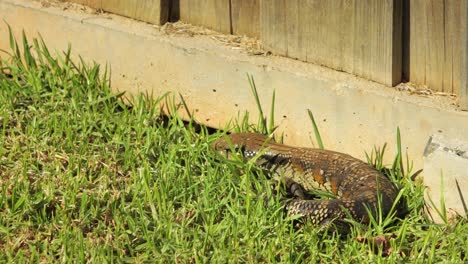 Blue-Tongue-Lizard-Goes-To-Sleep-Resting-Curled-Up-By-Stone-Fence-In-Garden