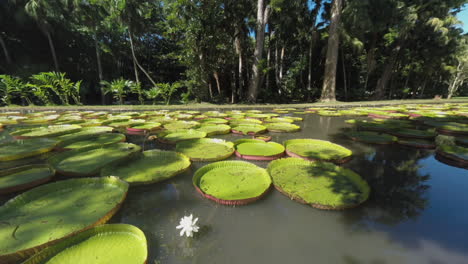 vista del parque y el estanque con los lirios gigantes de mauricio