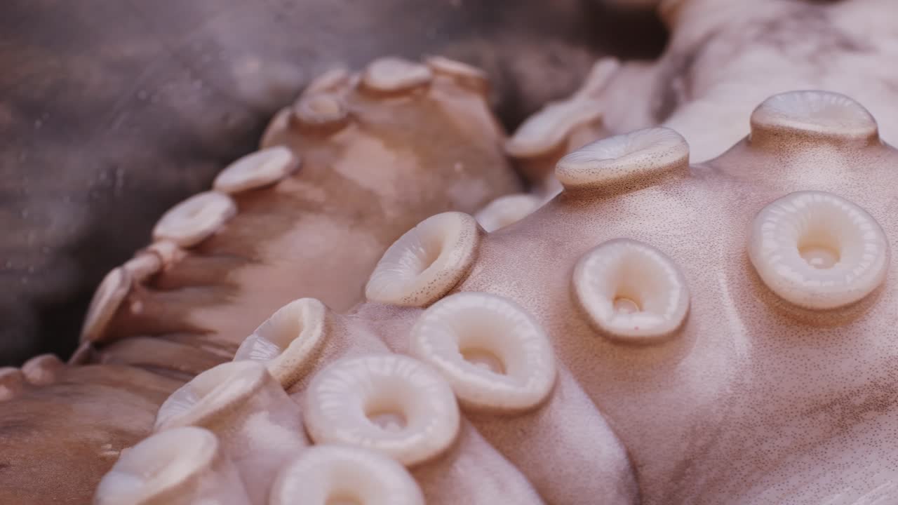 Close-up of Octopus Tentacles