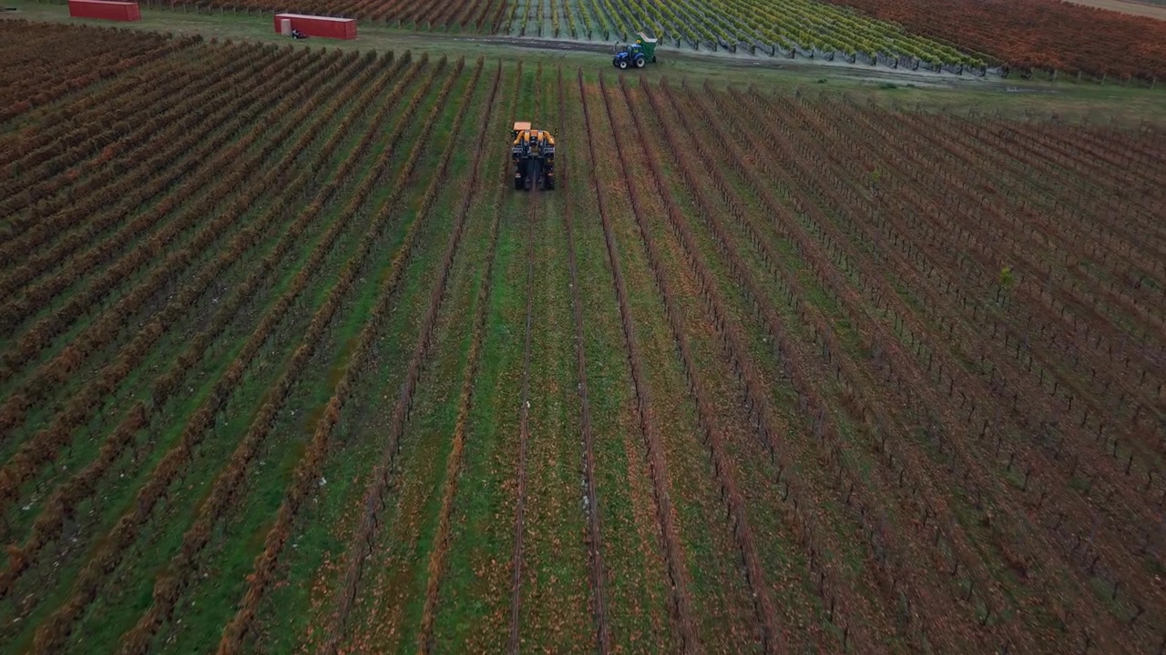 Una vendemmiatrice si muove tra i filari del vigneto nella regione vinicola di Cromwell, Nuova Zelanda.