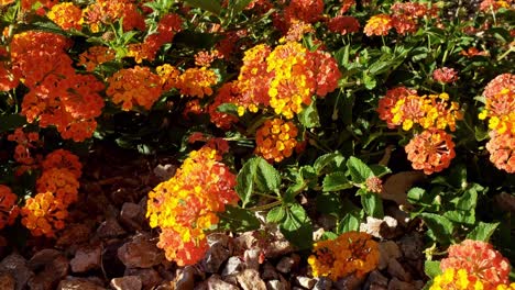 Beautiful-flowers-in-vertical-panorama