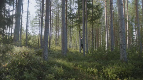 a person wanders through a peaceful forest filled with tall trees on a sunny day