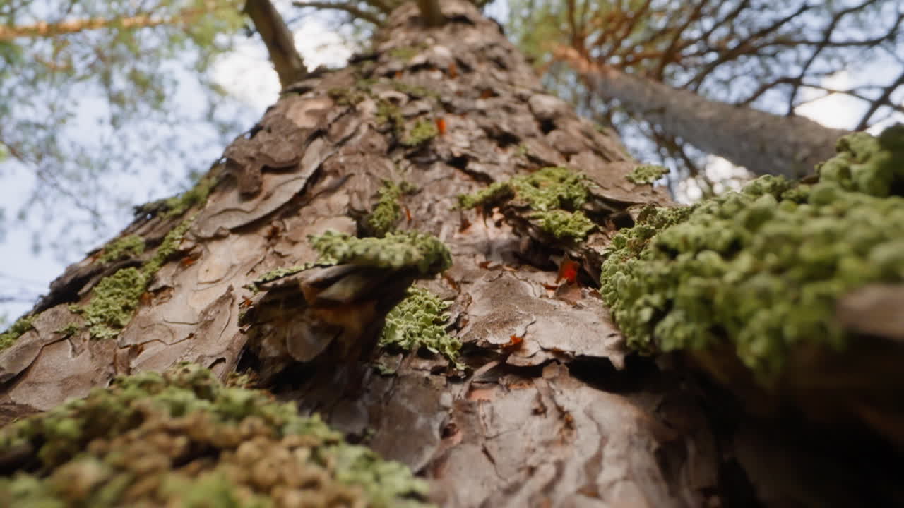 pino viejo con textura de corteza exfoliada y musgo verde