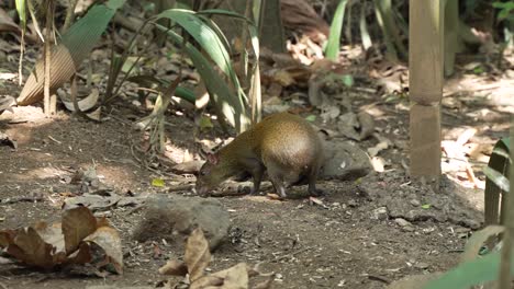 Mittelamerikanischer-Agouti-Auf-Der-Suche-Nach-Nahrung-Auf-Dem-Boden