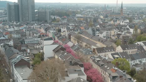 Drone---Aerial-drone-shot-of-the-Kirschbluete-Cherry-Blossom-in-the-Heerstraße-Heerstreet-Breitestraße-with-cityhall-Stadthaus-Bonn-30p