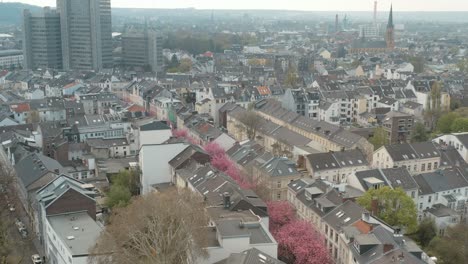 drone - 시청 stadthaus bonn 30p가 있는 heerstraße heerstreet breitestraße에 있는 kirschbluete 벚꽃의 공중 드론 샷