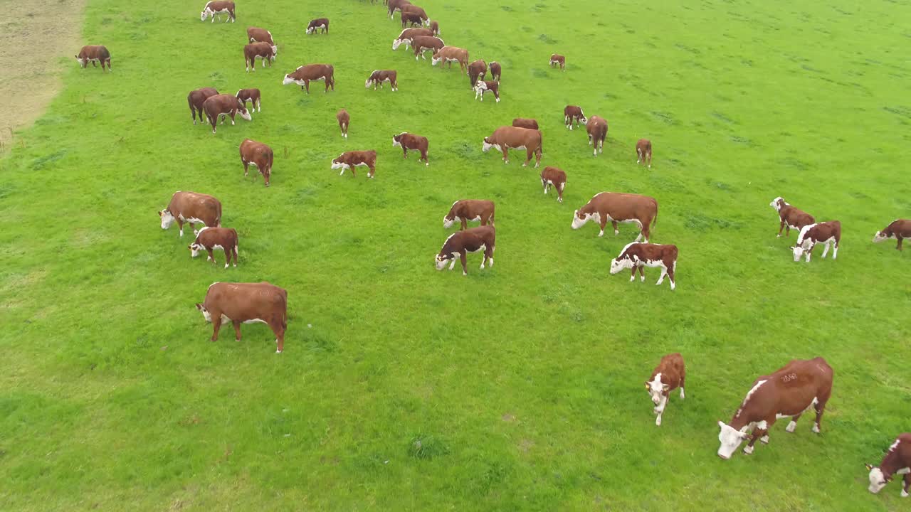 Slow moving drone footage forwards over a dry stone wall and panning upwards revealing a herd of brown cows in a farmer's steep field in rural Lancashire, UK