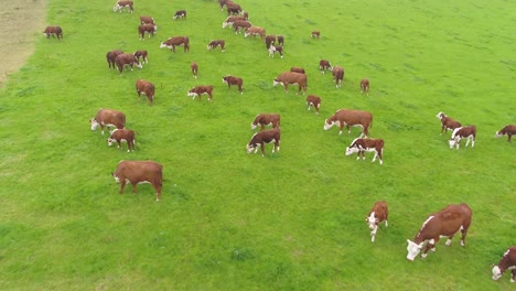 slow moving drone footage forwards over a dry stone wall and panning upwards revealing a herd of brown cows in a farmer's steep field in rural lancashire, uk