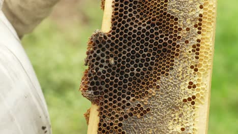 Imker-Hält-Einen-Bienenstock