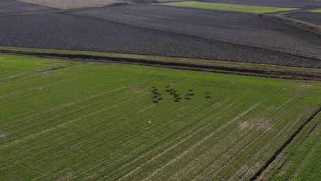 Gruppe-Von-Rehen,-Die-In-Die-Gleiche-Richtung-über-Die-Grüne-Wiese-Laufen