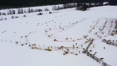 Aerial-tracking-shot-of-a-herd-of-Rangifer-tarandus-winter-at-a-arctic-farm