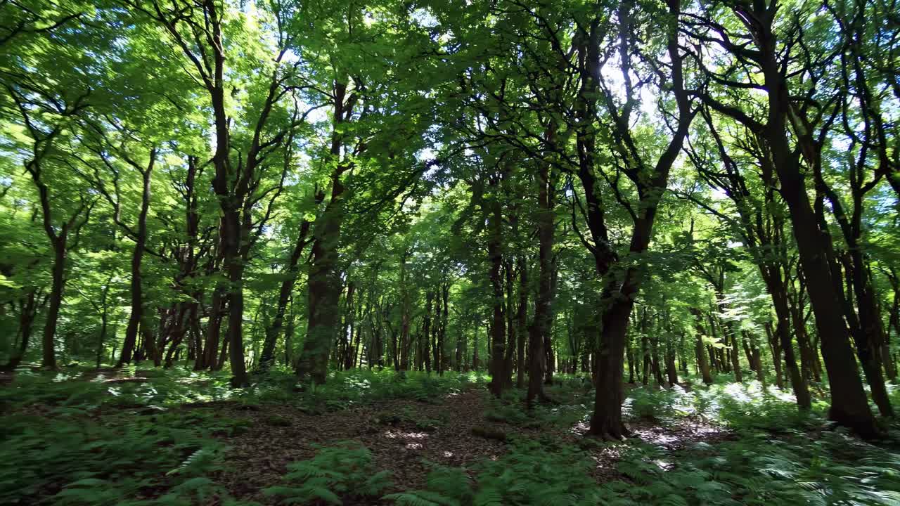 Aerial video of a lush, green forest with sunlight filtering through leaves