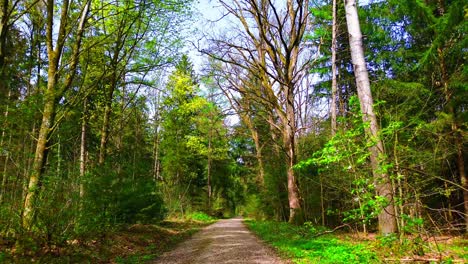 lush woodland pathway in early spring light