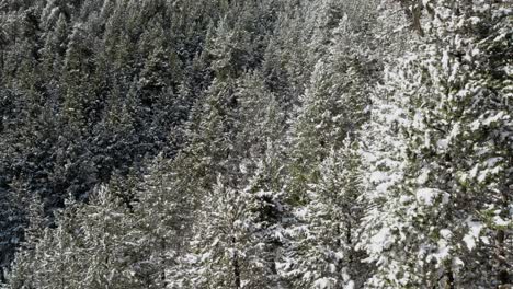 Antena,-Exuberante-Bosque-De-Pinos-Cubiertos-De-Nieve-Durante-La-Temporada-De-Invierno