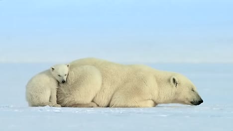 madre oso polar con oso bebé durmiendo y descansando en la nieve fresca durante el día