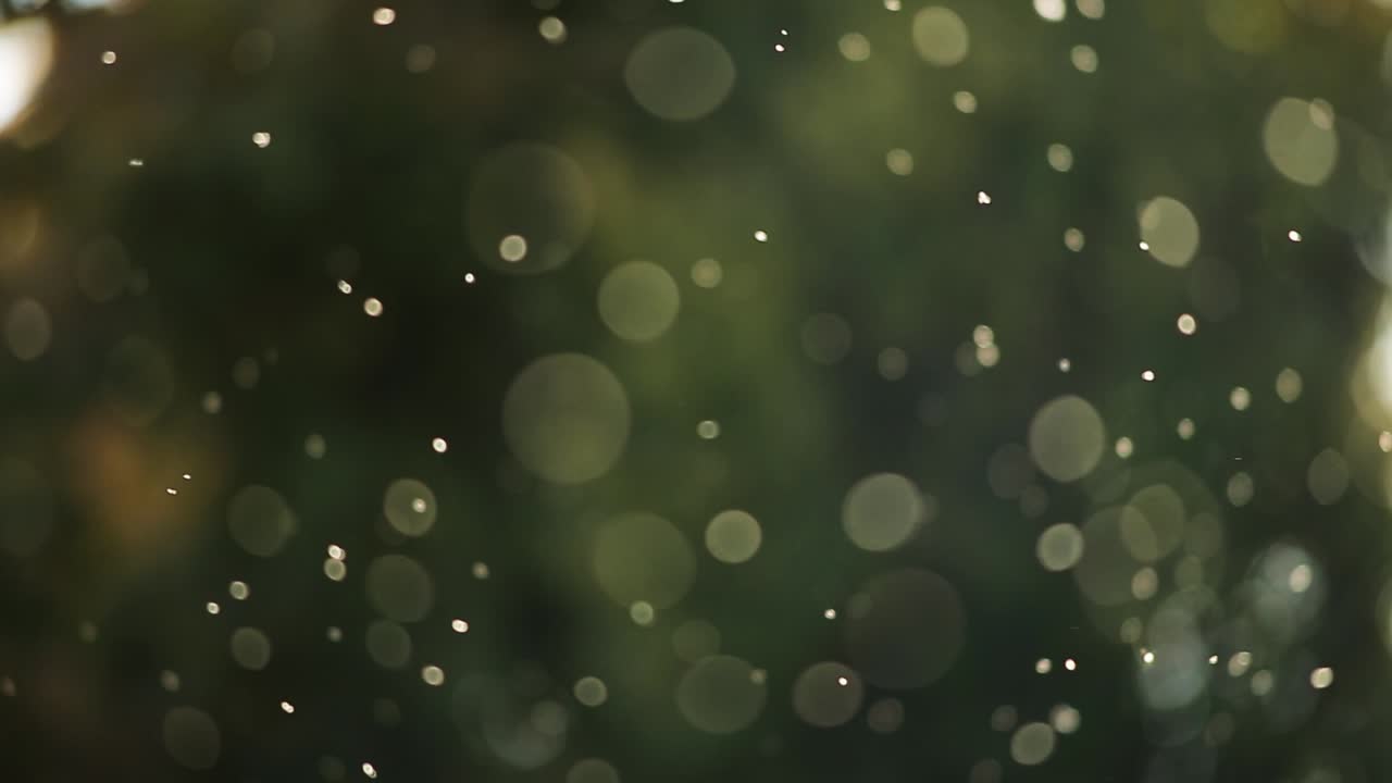 psicodélico movimiento volador mosca insecto borrosa bokeh