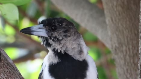 magpie sentada y moviéndose entre las ramas de los árboles