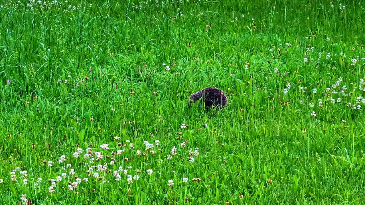 Wild Hedgehog Moving Through Tall Summer Grass in Flowering Green Field Landscape