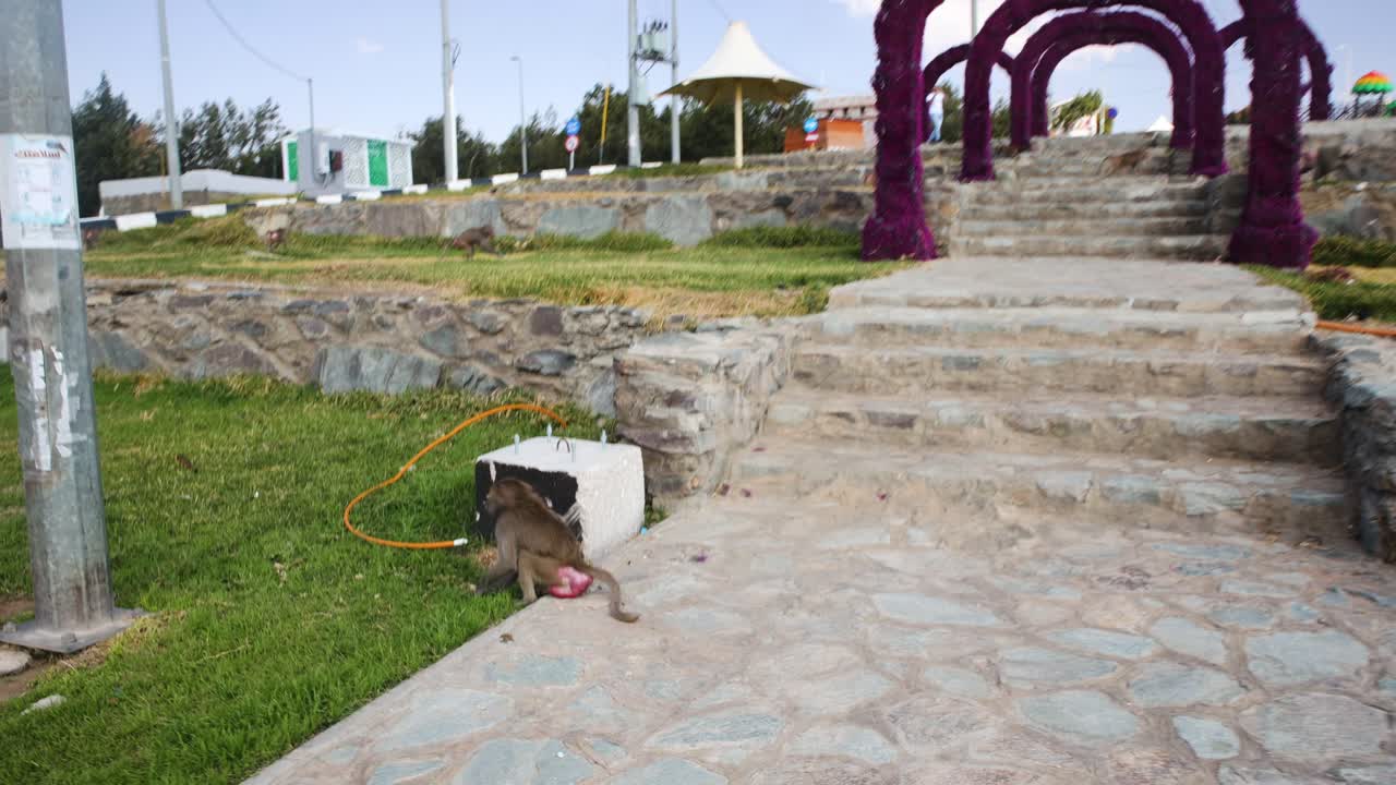 Tracking shot of a monkey in Raghadan Park travel destination at Al Bahah, Saudi Arabia